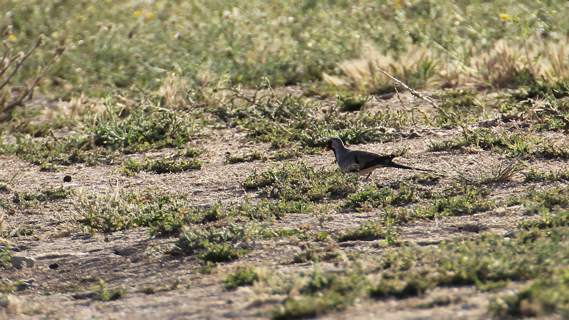 Namaqua Dove